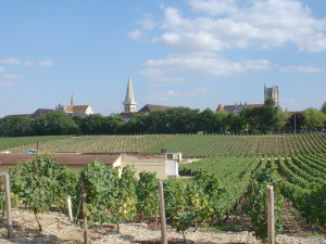 vignoble1